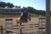 Buena - Pony in vendita 