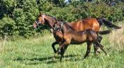 Foal d'avenir