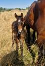 Foal d'avenir