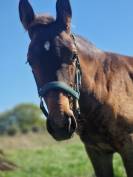Foal d'avenir