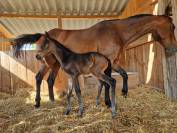 Foal d'avenir