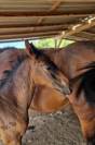 Foal d'avenir