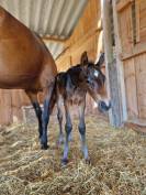 Foal d'avenir