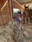 Foal d'avenir