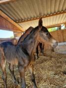 Foal d'avenir
