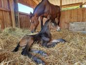 Foal d'avenir