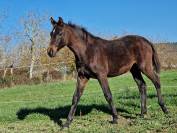 Veulen (vr) Selle Français Te koop 2025 Bruin / Bai ,  Black Jack DK Z