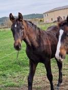 Veulen (vr) Selle Français Te koop 2025 Bruin / Bai ,  Black Jack DK Z