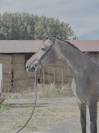 Hongre 3 ans par Chacoon Blue x Nabab de Rêve 
