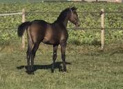 Pouliche SF 