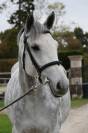 Mare Zangersheide For sale 2019 Grey