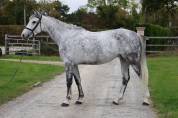 Mare Zangersheide For sale 2019 Grey
