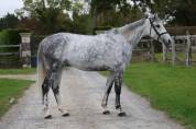 Mare Zangersheide For sale 2019 Grey