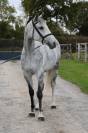 Mare Zangersheide For sale 2019 Grey