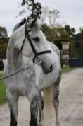 Mare Zangersheide For sale 2019 Grey