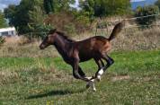 Adorable Foal