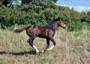 Adorable Foal