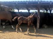 Adorable Foal