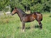 Adorable Foal