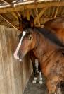 Adorable Foal