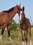 Adorable Foal