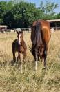 Adorable Foal