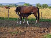 Adorable Foal