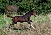 Adorable Foal