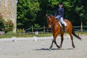 Hongre 11 ans cce dressage cso