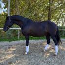 Lusitanien hongre 6 ans 