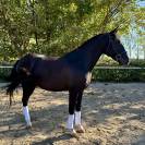 Lusitanien hongre 6 ans 