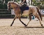Caballo cruzado 7 años