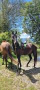 Stallion Akhal Teke For sale 2021 Black