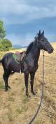 Stallion Akhal Teke For sale 2021 Black