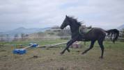 Stallion Akhal Teke For sale 2021 Black