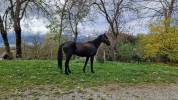 Stallion Akhal Teke For sale 2021 Black