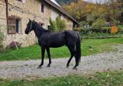 Stallion Akhal Teke For sale 2021 Black