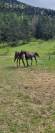 Stallion Akhal Teke For sale 2021 Black