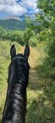 Stallion Akhal Teke For sale 2021 Black