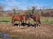 Gelding Selle Français For sale 2023 Chesnut