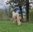 Mare Akhal Teke For sale 2021 Cremello
