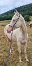 Mare Akhal Teke For sale 2021 Cremello