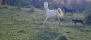Mare Akhal Teke For sale 2021 Cremello