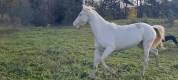 Mare Akhal Teke For sale 2021 Cremello