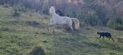 Mare Akhal Teke For sale 2021 Cremello