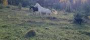 Mare Akhal Teke For sale 2021 Cremello