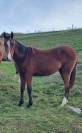 Filly Akhal Teke For sale 2024 Bay