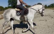 Epona du rheu