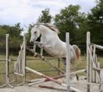 Epona du rheu