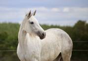 Epona du rheu